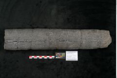 Foto (Objekt + Etikett) von Calamites communis Ettingshausen (NHMW-GEO-2024-0188-10968)